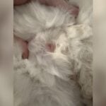 Can Cats Be Allergic to Other Cats