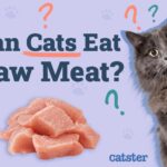 Can Cats Eat Raw Meat