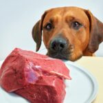Can Dogs Eat Raw Beef Fat