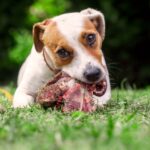 Can Dogs Eat Raw Meat
