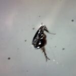 Can Fleas Drown