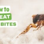 Can Lavender Prevent Fleas from Biting You