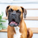 Can You Be Allergic to Specific Breeds of Dogs