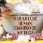 Can You Use Human Detangler Spray on Dogs