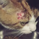Cat Allergies Skin