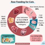 Cat Raw Diet Guide