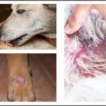 Coconut Oil on Dog Hot Spots