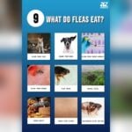 Do Cats Eat Fleas
