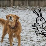 Do Dogs Need Flea And Tick Medicine in the Winter