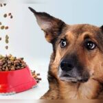 Do Pets Like Kibble