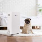 Does an Air Purifier Help With Dog Hair