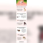 Does Coconut Oil Help With Dog Allergies