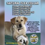 Does Eucalyptus Repel Fleas