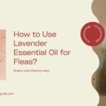 Does Lavender Kill Fleas