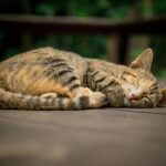 Does Lemon Juice Kill Fleas