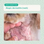 Dog Chicken Allergy Skin Symptoms