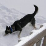 Dog Eating Frozen
