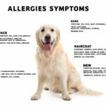 Dog Egg Allergy