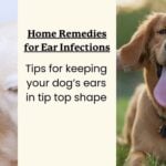 Dog Itchy Ears Home Remedy