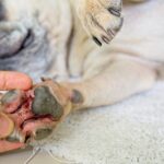 Dog Paws Red between Toes Home Remedies