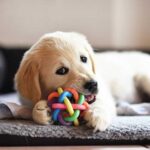 Dog Playing Toys