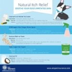 Dog Rashes Cure