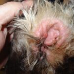 Dog Yeast Infection Home Remedy Hydrogen Peroxide