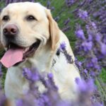 Dogs And Lavender
