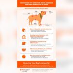 Flea Allergy Dermatitis Home Remedy