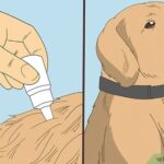 Flea Bites on Dogs Treatment