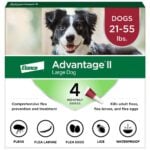 Flea Medicine That Kills Eggs