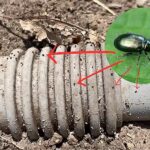 Fleas in Yard