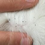 Fleas on Cats