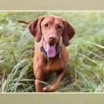 Freeze Dried Raw Dog Food Pros And Cons