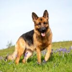 German Shepherd Dog Food Allergies