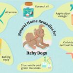 Heat Rash on Dog Home Remedy