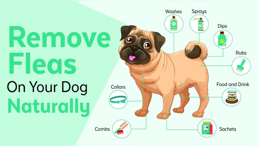 Home Remedies for Fleas on Dogs