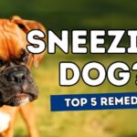 Home Remedies for Sneezing Dog