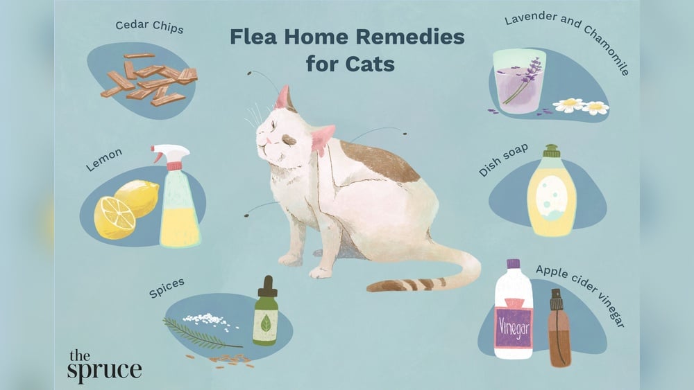 Homemade Flea Powder for Cats