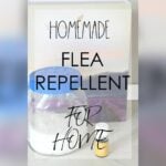 Homemade Flea Spray for Furniture And Carpet