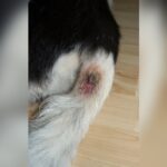 Hot Spots on Dogs
