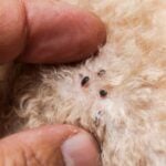 How Does Topical Flea Medicine Work Cats