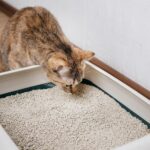 How Much Does Cat Litter Cost