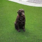 How to Clean Artificial Grass With Dogs
