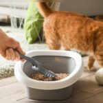 How to Dispose of Cat Litter Without Plastic Bags