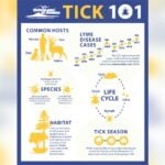How to Eliminate Ticks