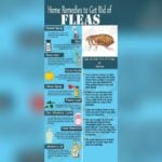 How to Get Rid of Fleas