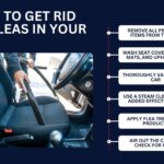 How to Get Rid of Fleas in Car