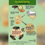 How to Get Rid of Fleas in House