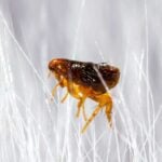 How to Get Rid of Fleas in House Without Bombing
